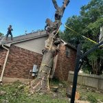 patio-cover-tree-work