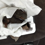 squirrel-rescue-carport-shade